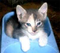 mascotamigas.com Kitita