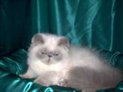 himmikatz.com Kitkatt