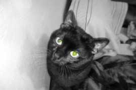 Kitko