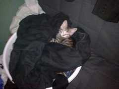 Kitn