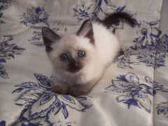 Kitn
