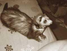 gotpetsonline.com Kitra
