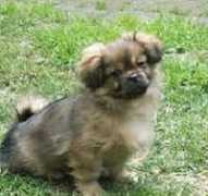 completedogsguide.com Kitsi