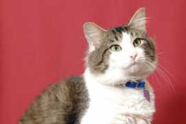 Kittaya