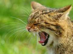 Kitte
