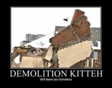 inquisitr.com Kitteh