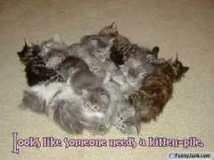 dumbphotos.com Kitten
