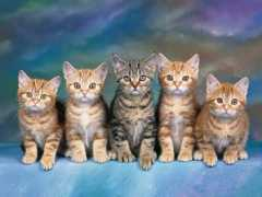 Kittens
