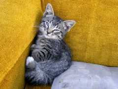extrametrical.com Kittybaby