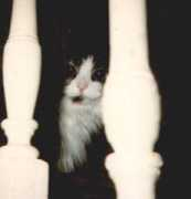 psychotica.net Kittyboo