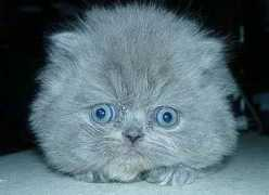 jokedujour.com Kittyboo