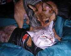 paghat.com Kittyboy
