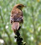 tanzaniabirds.net Kitulo