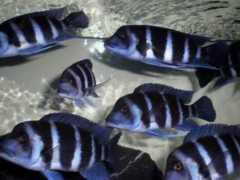 fischboerse.de Kitumba