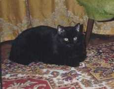 doradca.com.pl Kitus