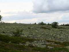 Kivia