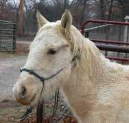 blazesequinerescue.com Kizmet