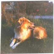 islandhund.com Kjani