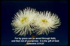 kjvbibles.com Kjep