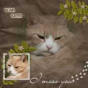 Kkitty