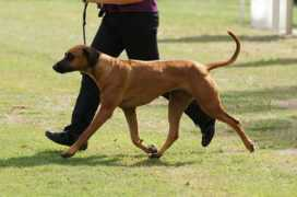 riginalridgebacks.com Klancie