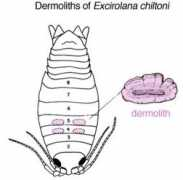 asnailsodyssey.com Klapow