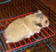 rikyhamstery.com Klaudinka