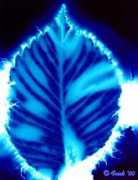 Kleaf