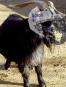 Kleifield