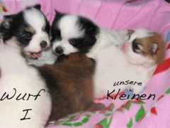 spitz-pomeranian.ch Kleinen
