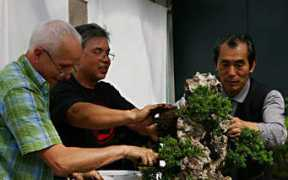 bonsai-info.net Klemend