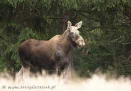 grzesiak.kei.pl Klempa