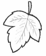itplants.ru Klena