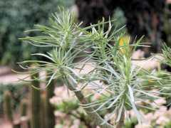 botanic.jp Klener