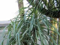 botanic.jp Klener