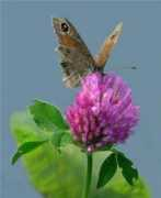 simplybeauty.ru Klevera