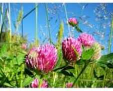 allwomens.ru Klevera