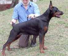 dobermann-iz-zoosfery.ru Klimentina