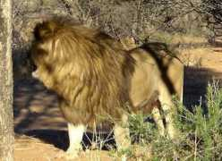 safaribwana.com Klion
