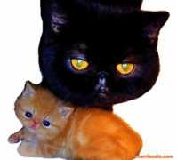 carriecats.com Kliopatra