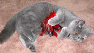 carriecats.com Kliopatra