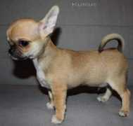 chihuahua.ru Klochan