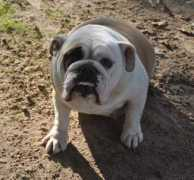 bluebonnetbullies.com Klohe
