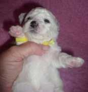 bichon-charnett.cz Klotilda