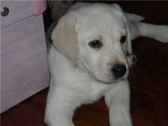 retriever-search.ru Kloyd
