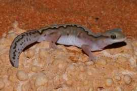wildherps.com Kluge