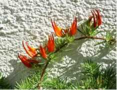opt-flowers.ru Kluv