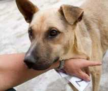 db-tierhilfe.de Knaflic