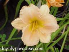 daylilyparadise.com Knickknack