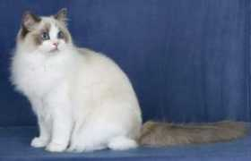 ragdoll-cat.org Knoah